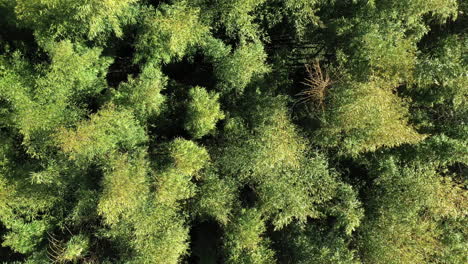 Vista-Vertical-De-Drones-Subiendo-Sobre-Un-Ventoso-Dosel-De-Bambú-Gigante-Bambusoideae.